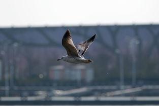 江鸟相关爆料视频  第2张